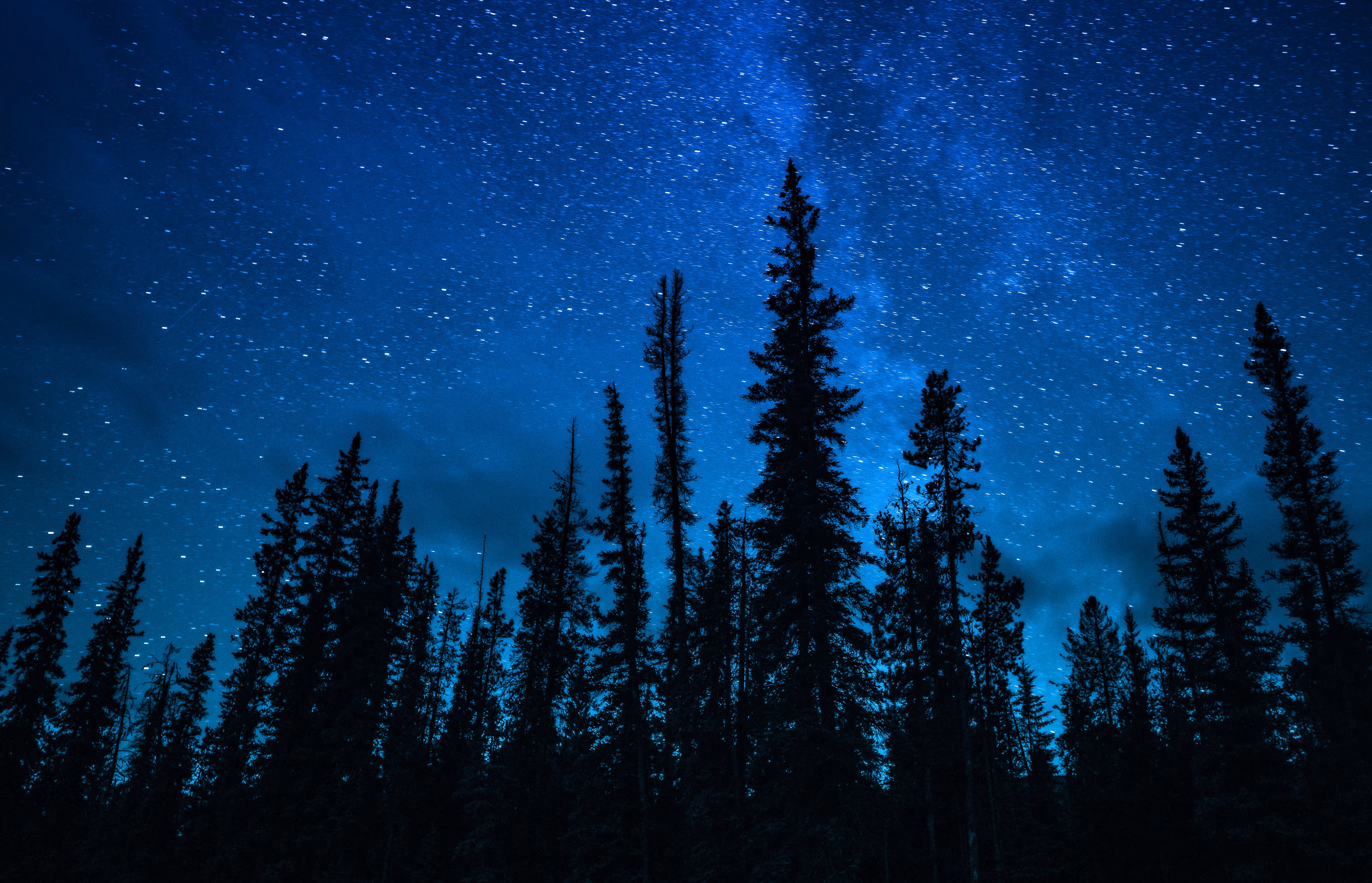 Night sky full of stars with tall dark spruce trees in the foreground